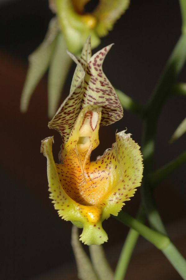 Orchidaceae Catasetum fimbriatum