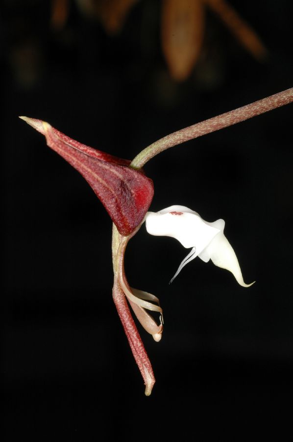 Orchidaceae Gongora superflua