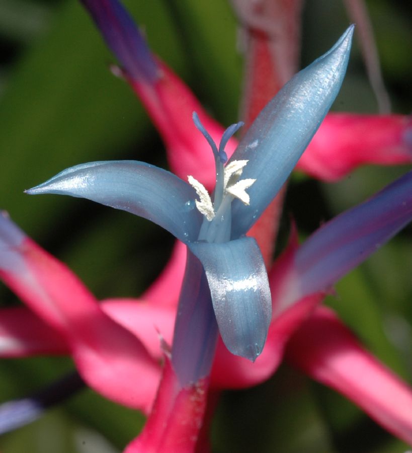 Bromeliaceae Aechmea drakeana