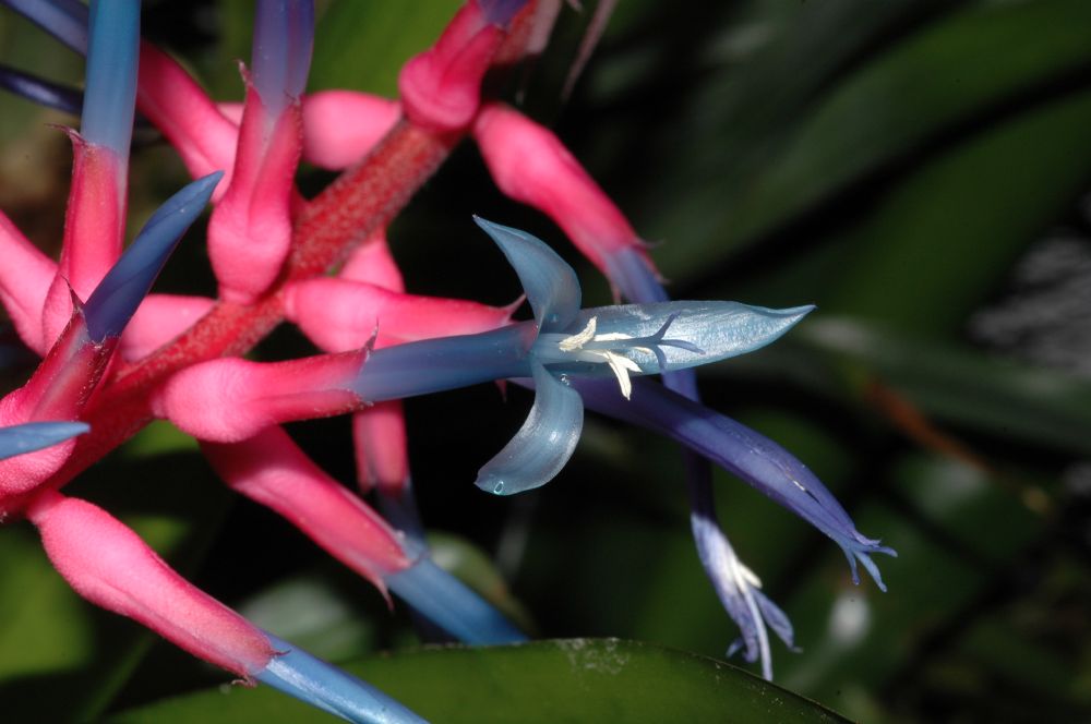 Bromeliaceae Aechmea drakeana