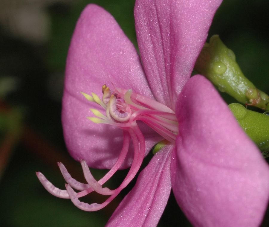 Melastomataceae Arthrostema ciliatum