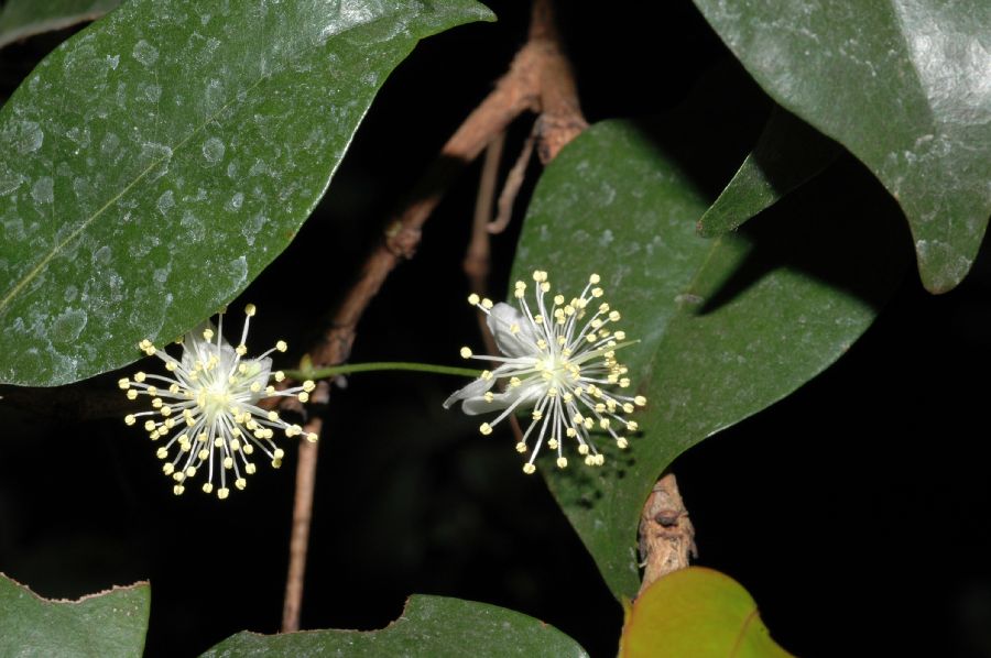 Myrtaceae Eugenia uniflora