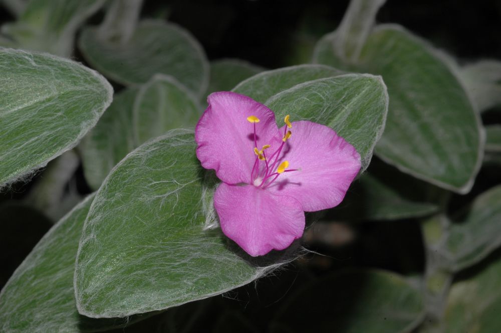 Commelinaceae Tradescantia sillamontana