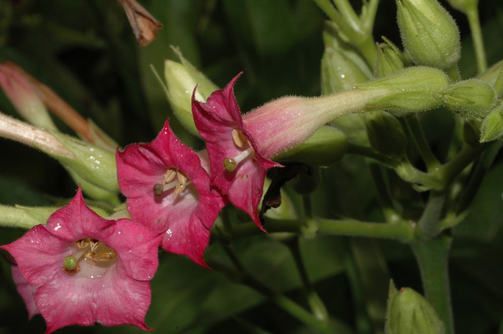 Solanaceae Nicotiana tabacum
