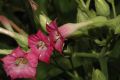 image of Nicotiana tabacum