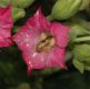 image of Nicotiana tabacum