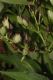 image of Nicotiana tabacum