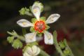 image of Loasa tricolor