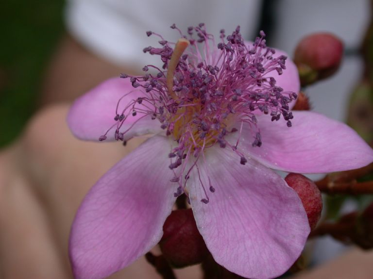 Bixaceae Bixa orellana