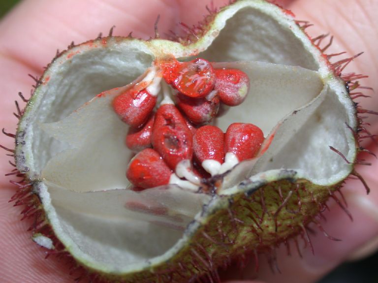 Bixaceae Bixa orellana