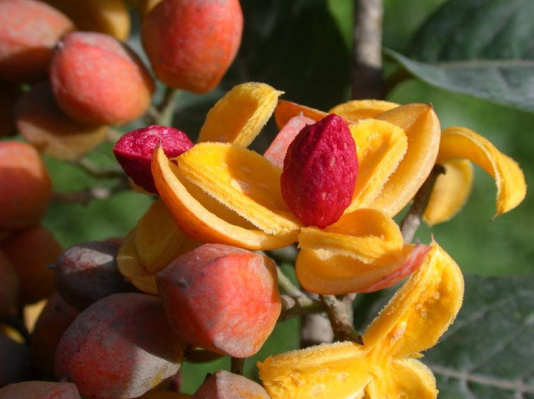 Salicaceae Casearia corymbosa