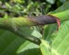 image of Coccoloba caracasana