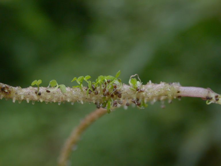 Piperaceae Peperomia versicolor
