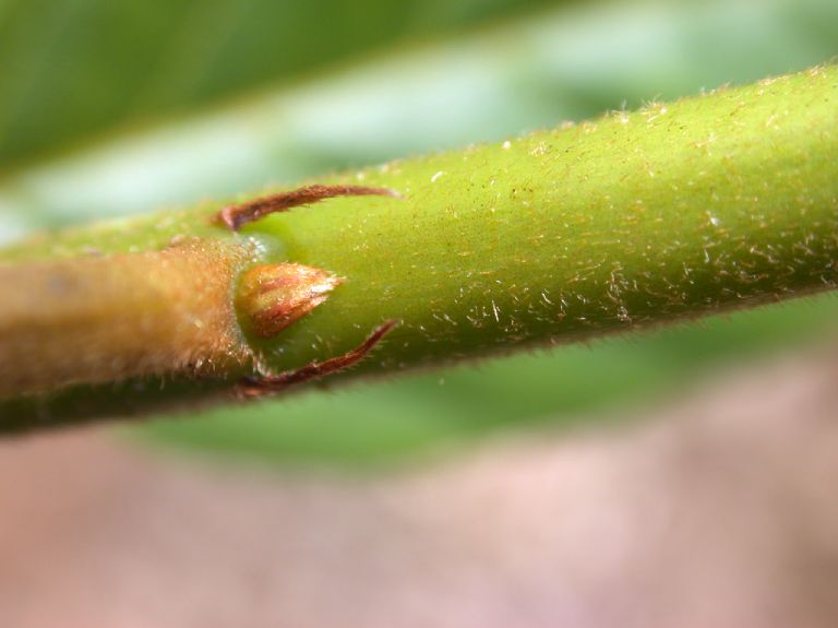 Rhamnaceae Rhamnus oreodendrum