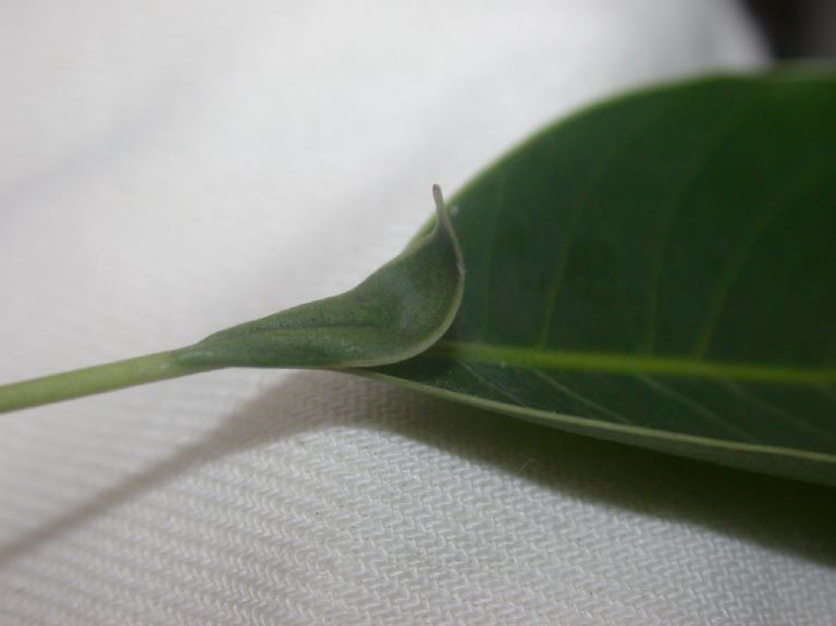 Sapotaceae Sideroxylon capiri