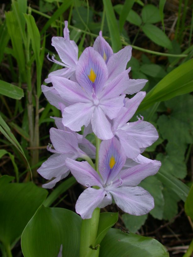 Pontederiaceae Eichhornia crassipes
