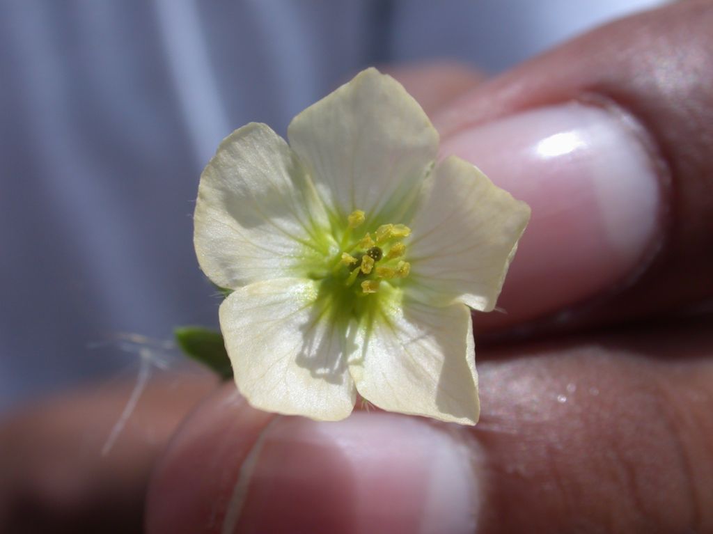 Zygophyllaceae Kallstroemia maxima