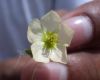 image of Kallstroemia maxima
