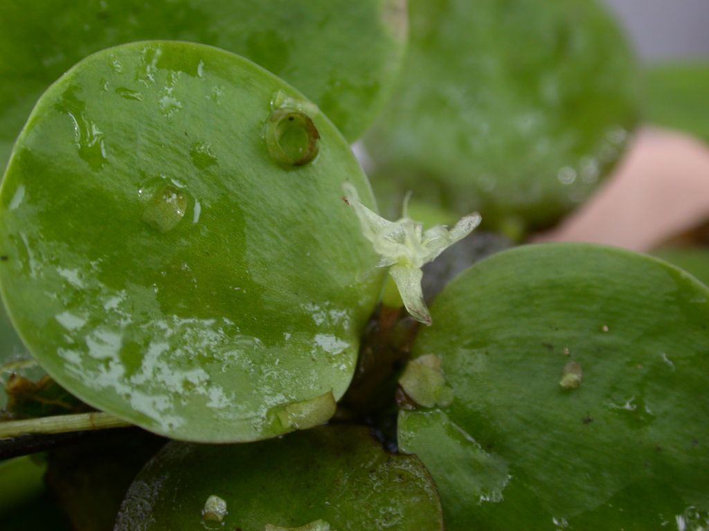 Hydrocharitaceae Limnobium laevigatum