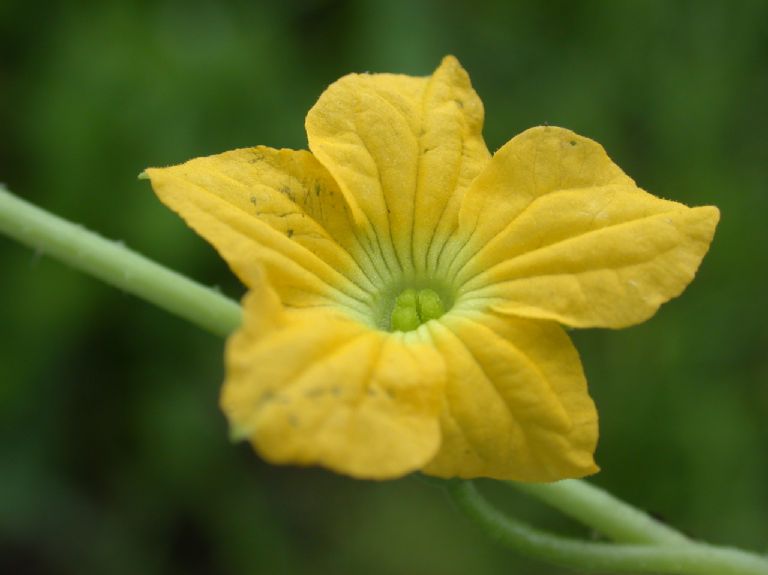 Cucurbitaceae Luffa operculata