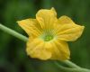 image of Luffa operculata