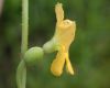 image of Luffa operculata