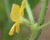 image of Luffa operculata