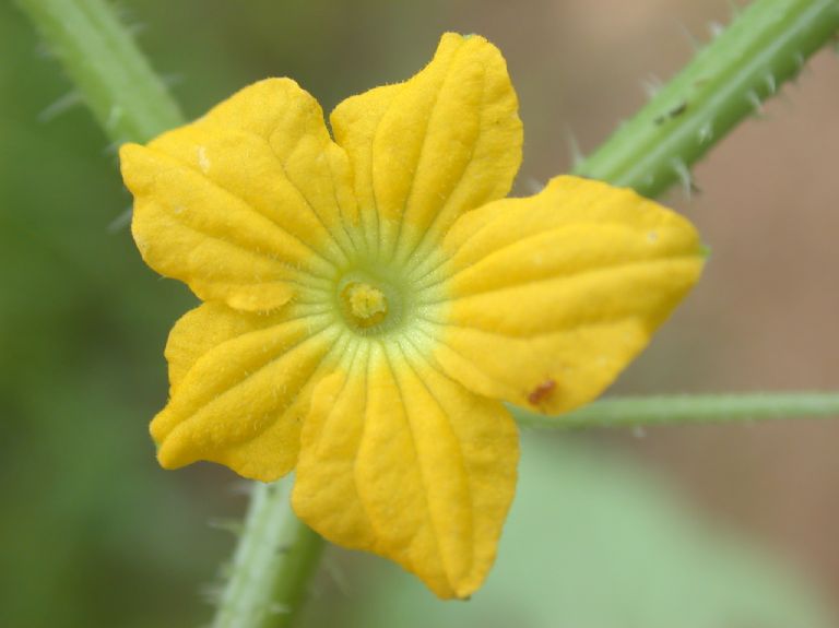 Cucurbitaceae Luffa operculata