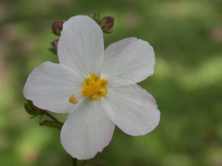 Malvaceae Malvastrum coromandelianum