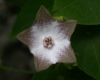 image of Polystemma guatemalense