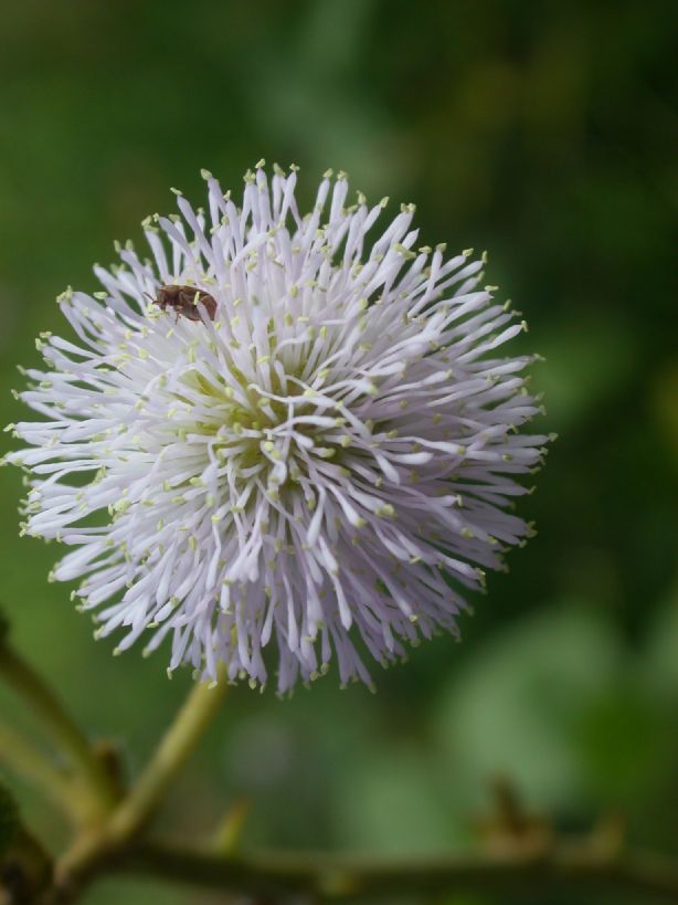 Fabaceae Mimosa pigra