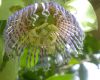 image of Passiflora platyloba