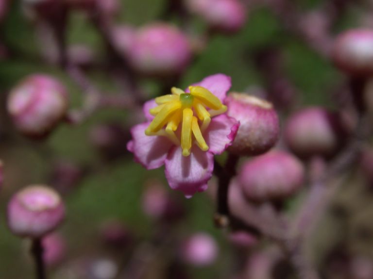 Melastomataceae Conostegia subcrustulata