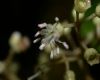 image of Miconia tonduzii
