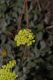 image of Eriogonum umbellatum