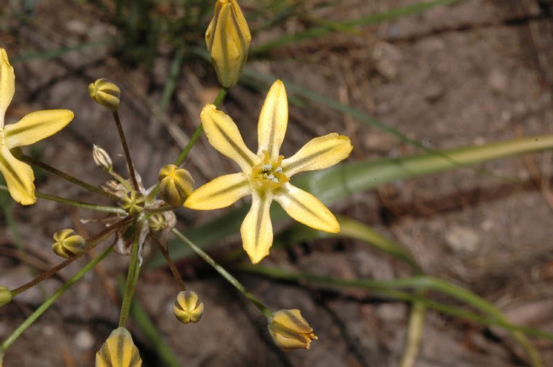 Themidaceae Triteleia ixioides