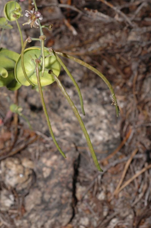 Brassicaceae Streptanthus 
