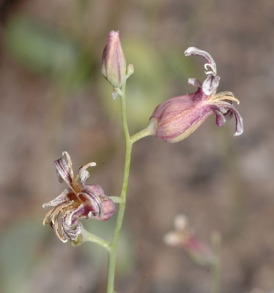 Brassicaceae Streptanthus 