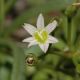 image of Lewisia 