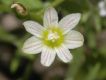 image of Lewisia 