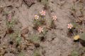 image of Linanthus 