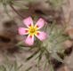 image of Linanthus 