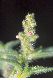 image of Miconia lacera