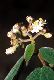 image of Miconia tuberculata