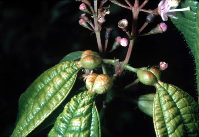 Melastomataceae Tococa guianensis