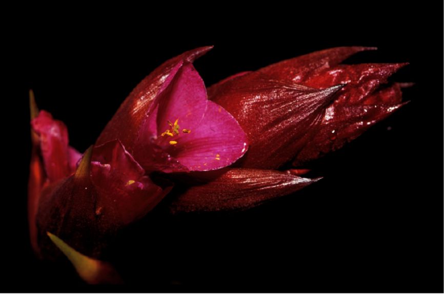 Bromeliaceae Connellia quelchii