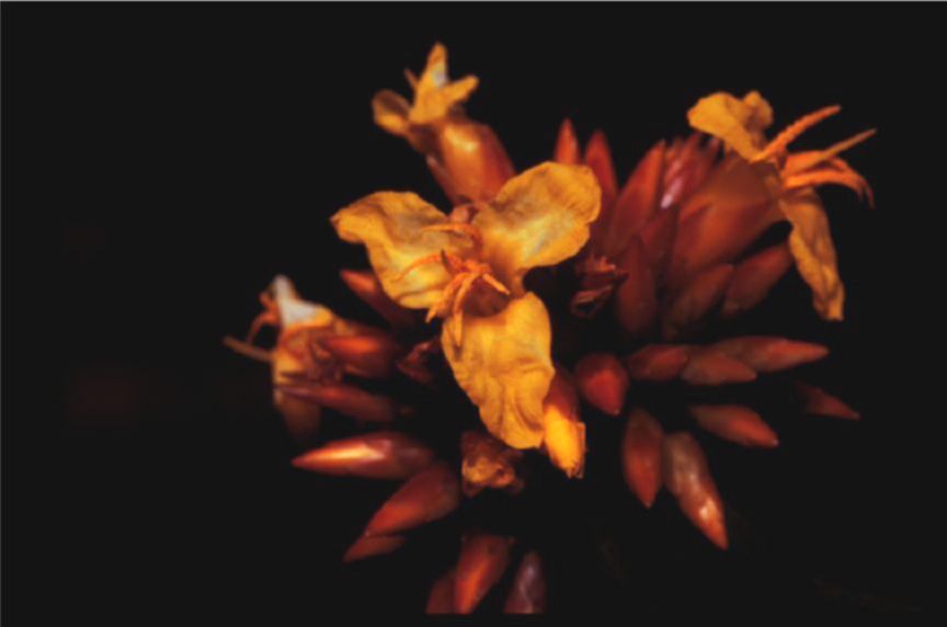 Rapateaceae Stegolepis guianensis
