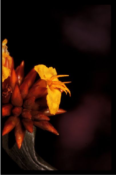 Rapateaceae Stegolepis guianensis