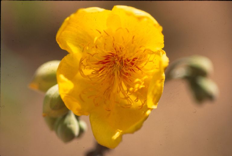 Bixaceae Cochlospermum orinocense