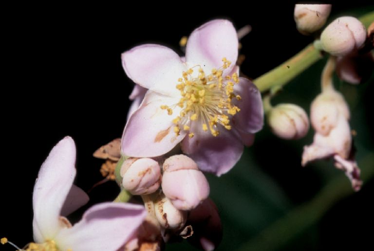 Clusiaceae Mahurea exstipulata